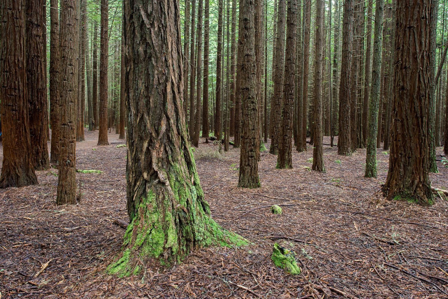 Californian redwood trees in The Redwoods Whakarewarewa Forest, Rotorua, New Zealand